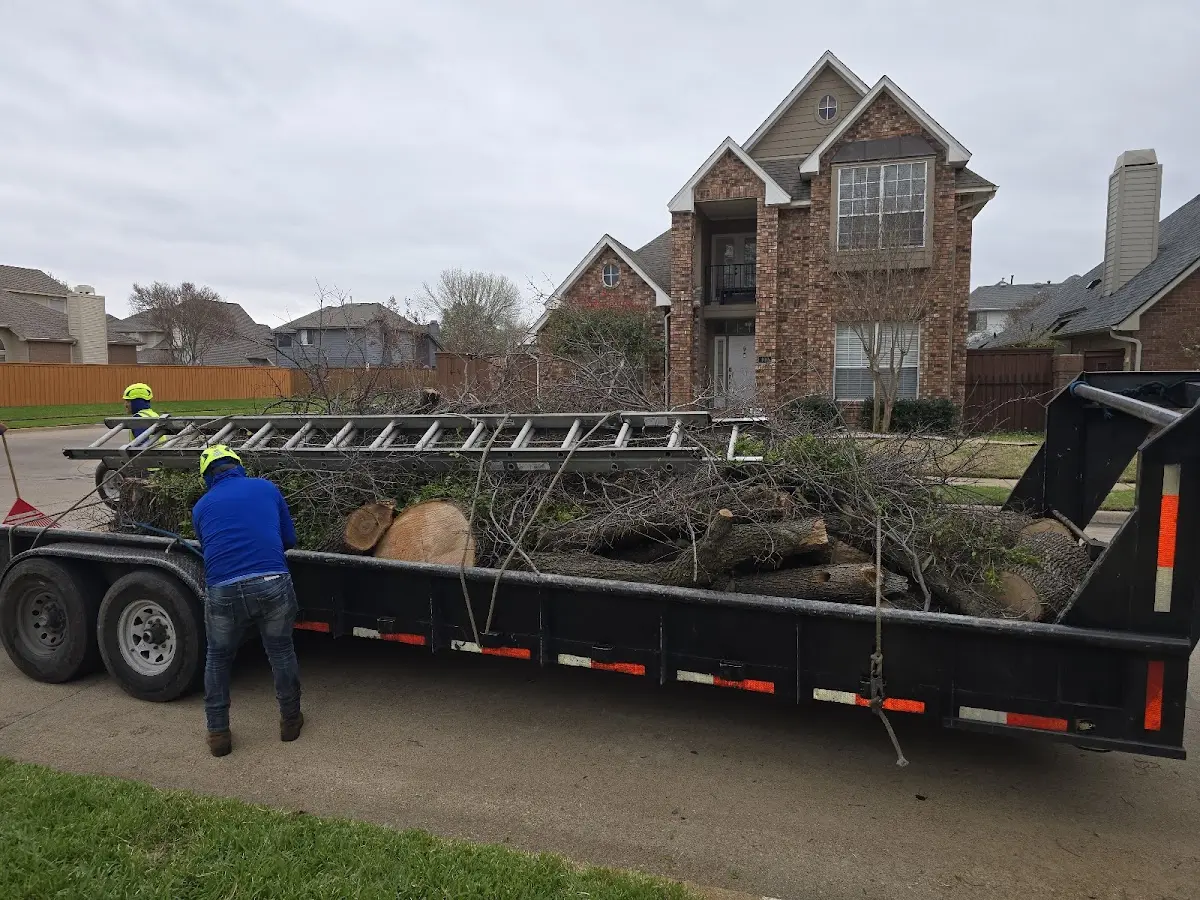 Expert Tree Pest Control with proper safety equipment in Brownsville